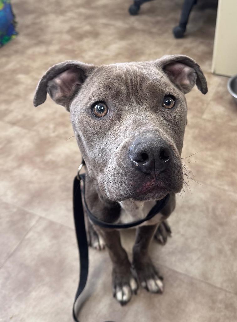 Enlarge Minnie, a Adoptable mixed breed in Springfield, OH image 2/2