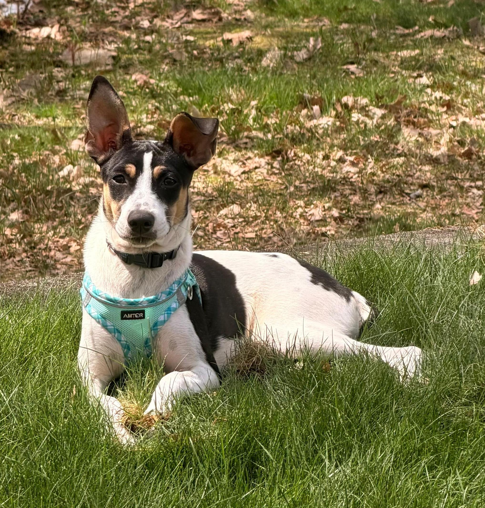 Bella, a Adoptable Mixed Breed in Weymouth, MA image 3/6