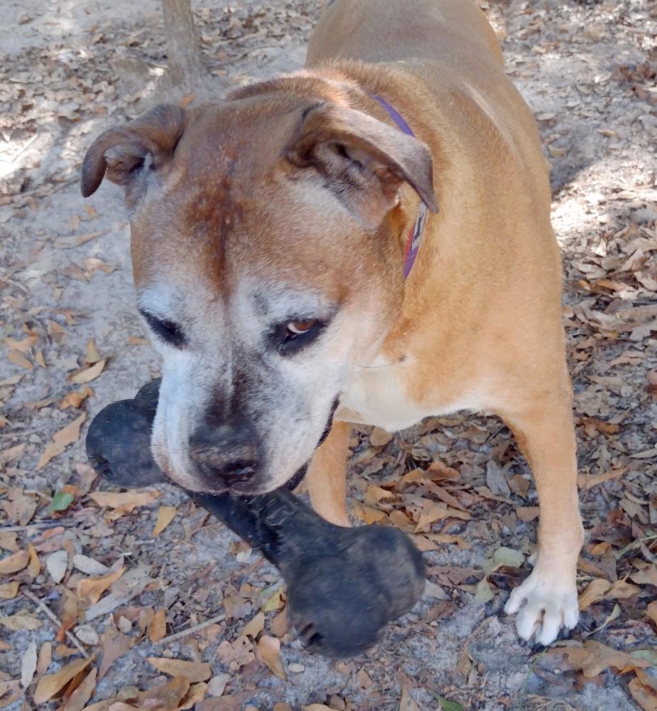 Enlarge Delilah, a Adoptable mixed breed in Camden, SC image 5/6