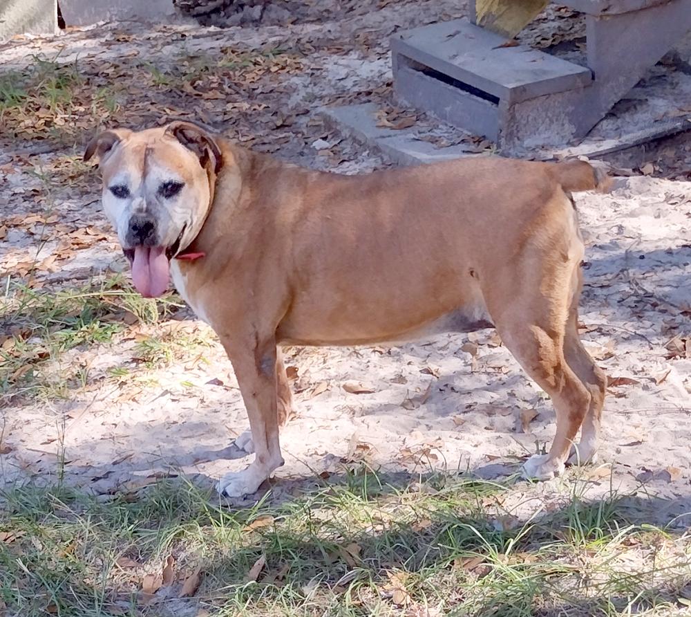 Delilah, a Adoptable mixed breed in Camden, SC image 1/6