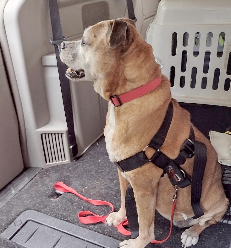 Enlarge Delilah, a Adoptable mixed breed in Camden, SC image 4/6