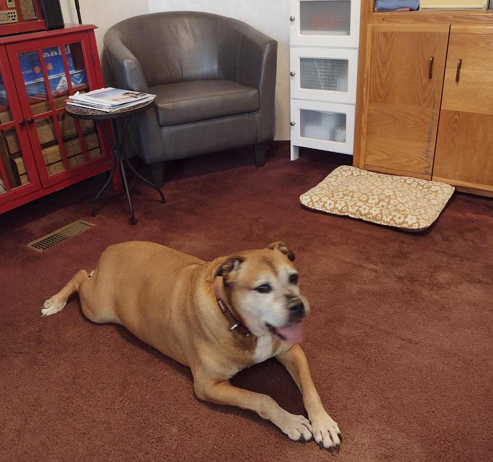 Delilah, a Adoptable mixed breed in Camden, SC image 6/6