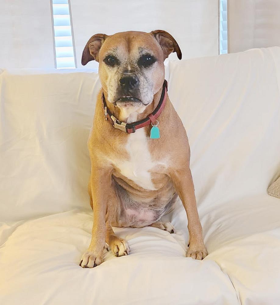 Delilah, a Adoptable mixed breed in Camden, SC image 2/6