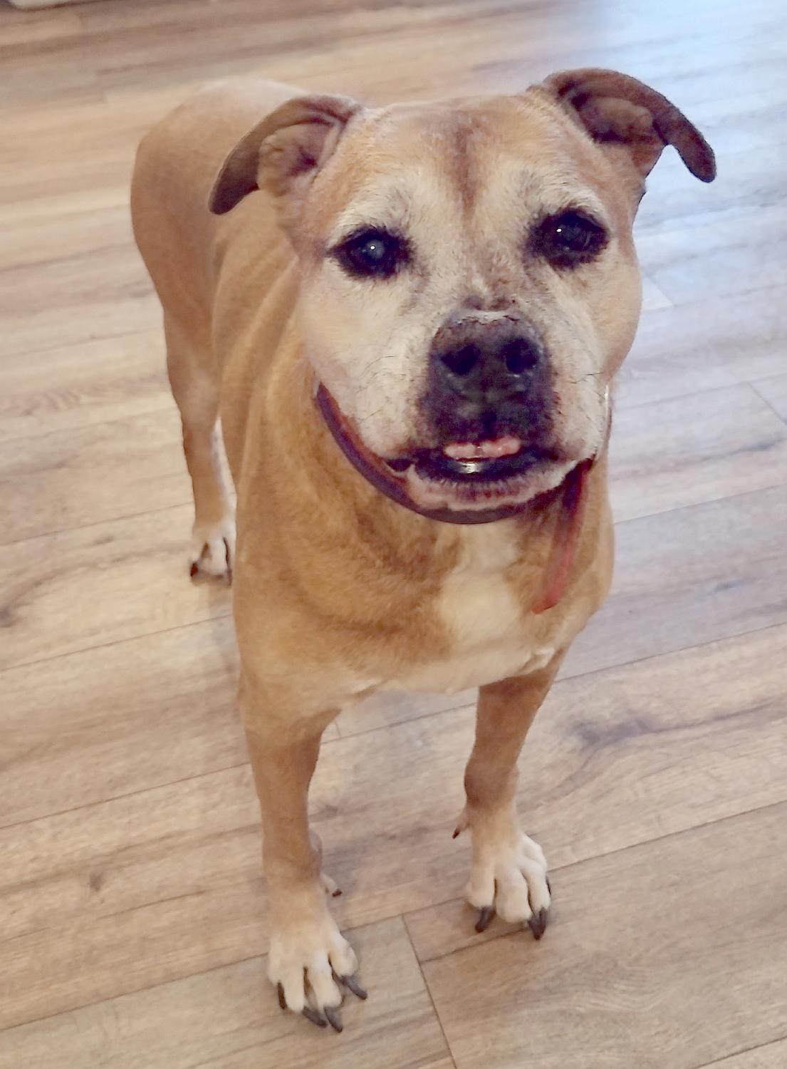 Delilah, Adoptable, Senior Female English Bulldog & Boxer.