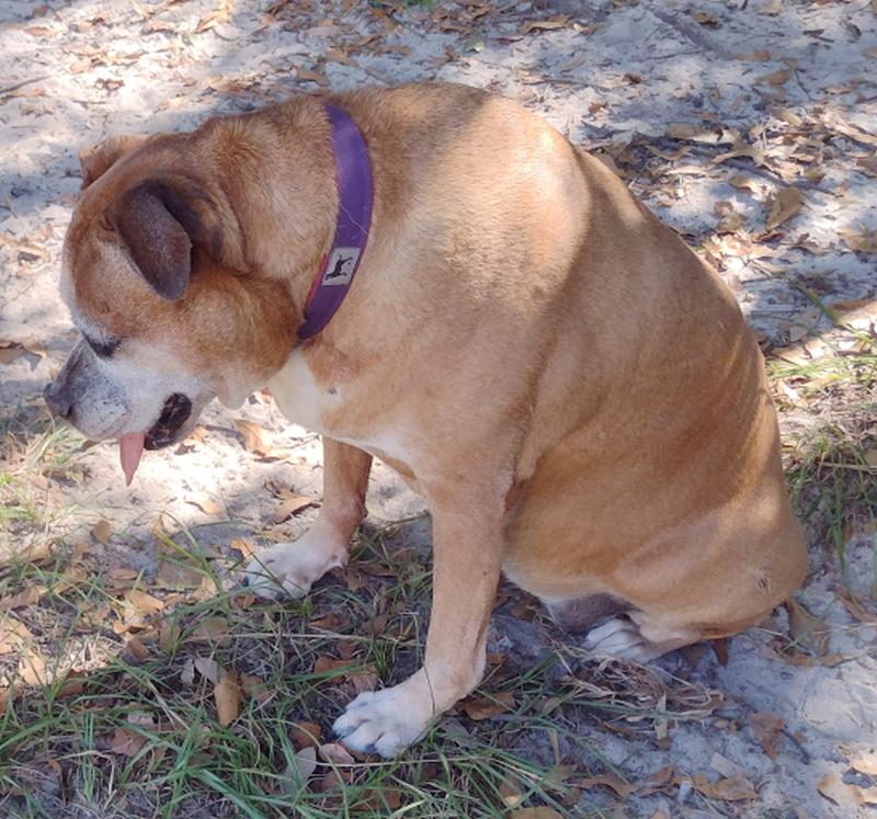 Delilah, a Adoptable mixed breed in Camden, SC image 3/6