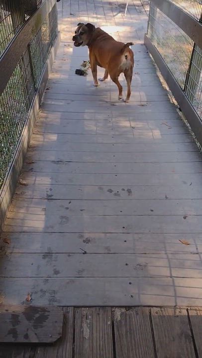 Enlarge Delilah, a Adoptable mixed breed in Camden, SC video 4/7