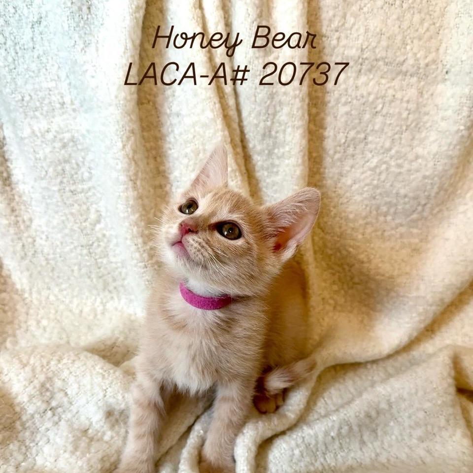 Enlarge Honey Bear, a Adoptable Domestic Short Hair in Freeport, FL image 1/1