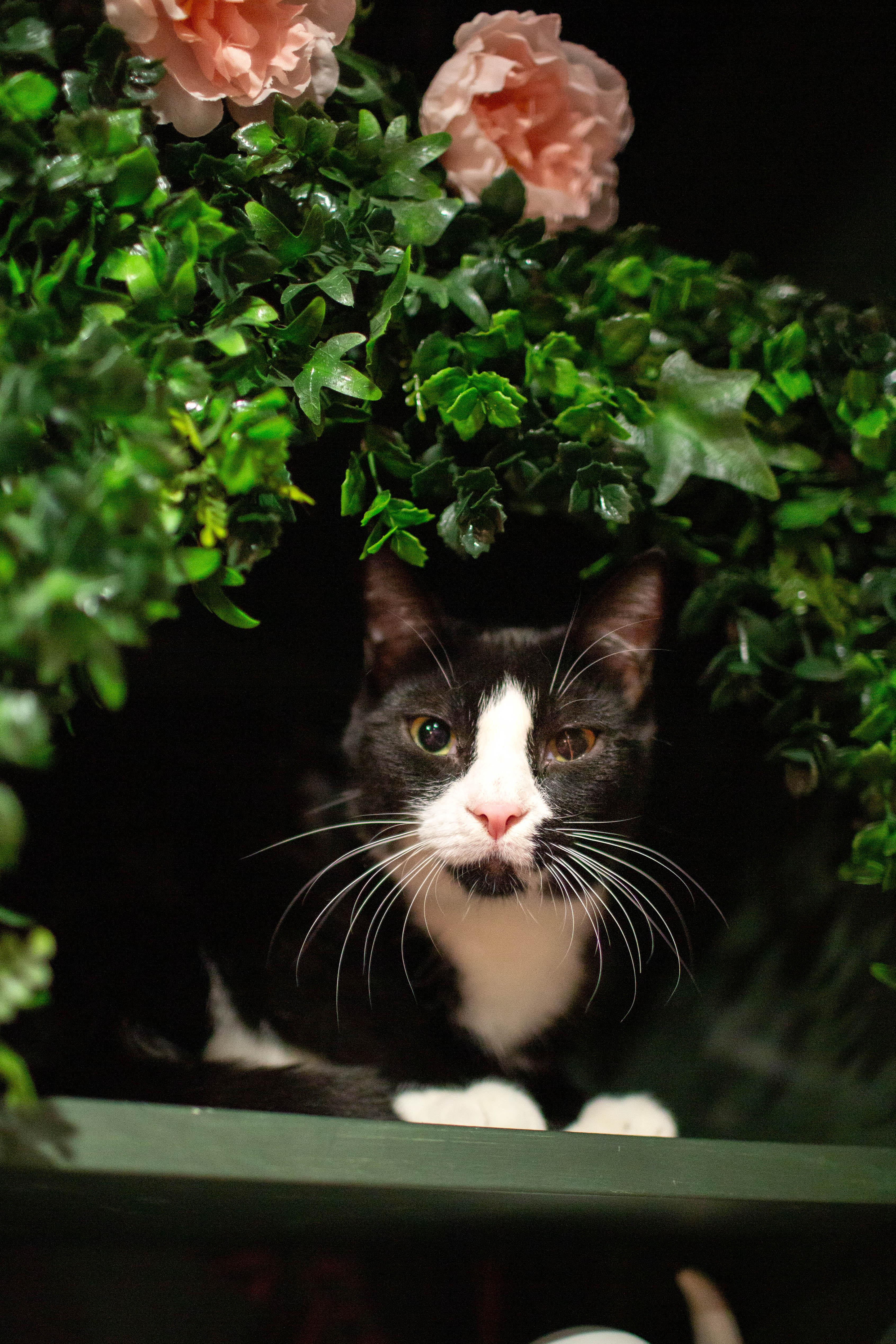 Enlarge Sammy - bonded to Michael, a Adoptable Domestic Short Hair in Kennebunk , ME image 5/6