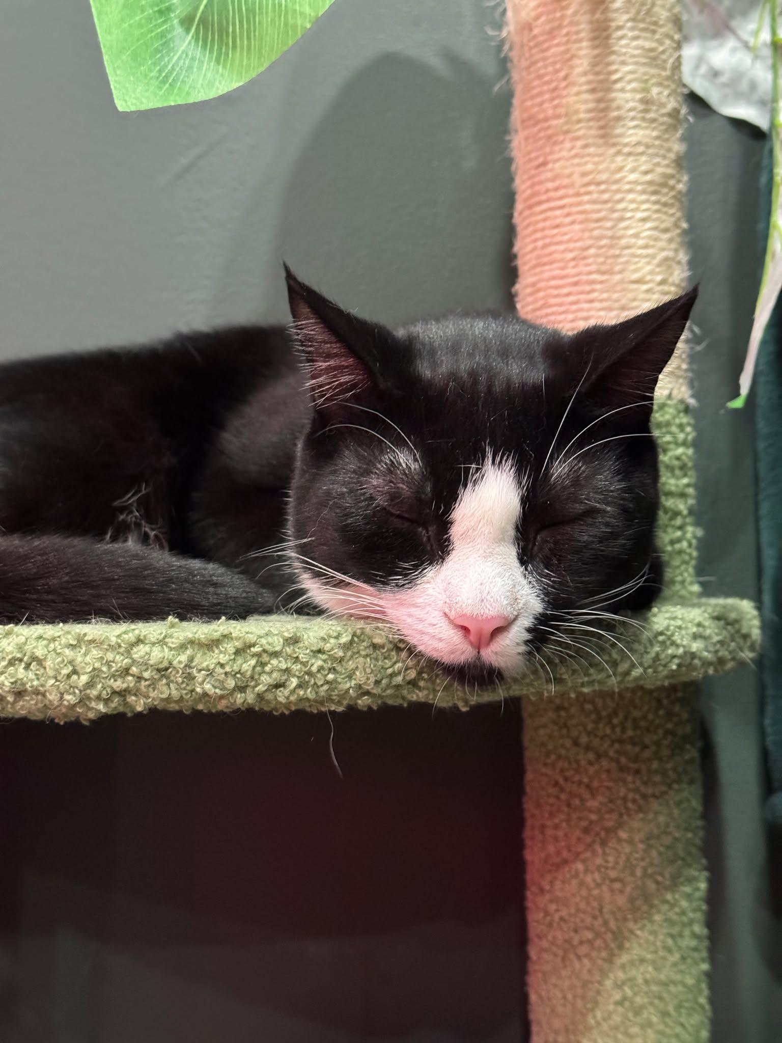 Enlarge Sammy - bonded to Michael, a Adoptable Domestic Short Hair in Kennebunk , ME image 6/6