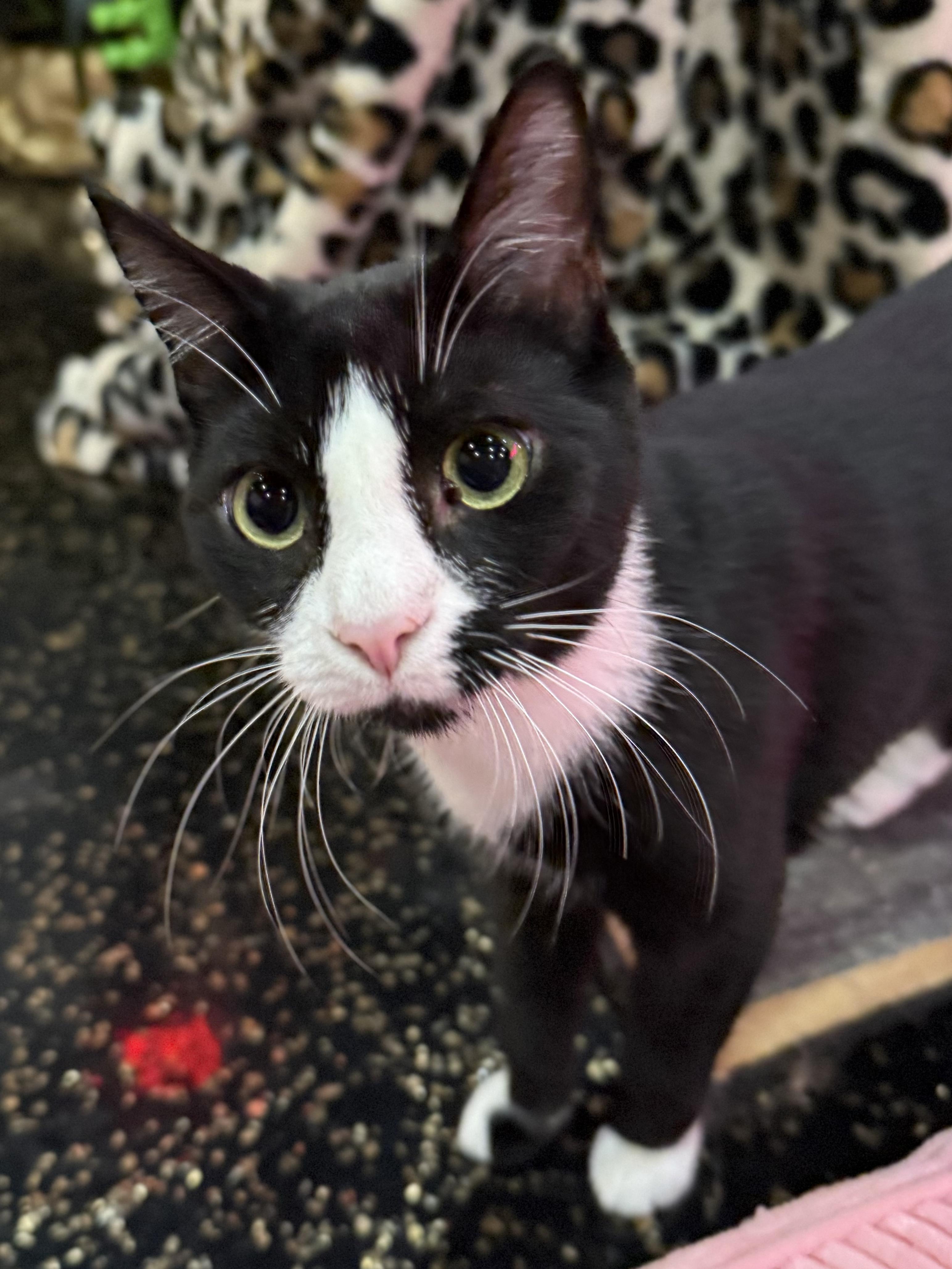 Sammy - bonded to Michael, Adoptable, Young Male Domestic Short Hair.