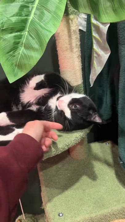 Enlarge Sammy - bonded to Michael, a Adoptable Domestic Short Hair in Kennebunk , ME video 3/6