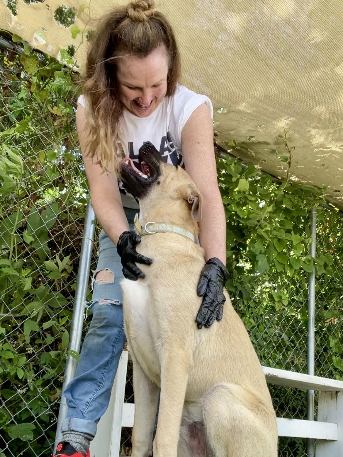 Hopper, Adoptable, Young Male Anatolian Shepherd.