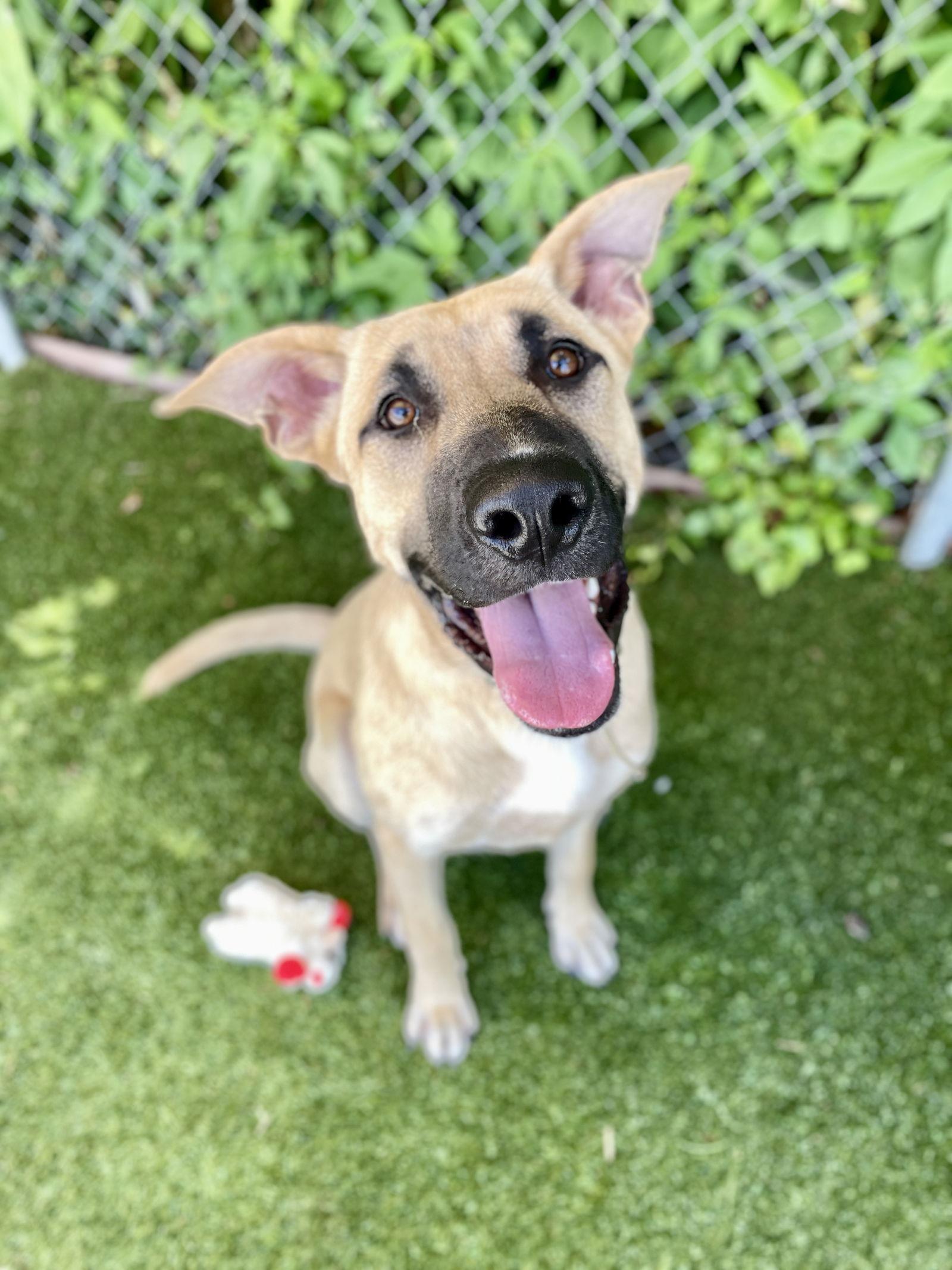 Hopper, a Adoptable Anatolian Shepherd in Rowlett, TX image 2/3