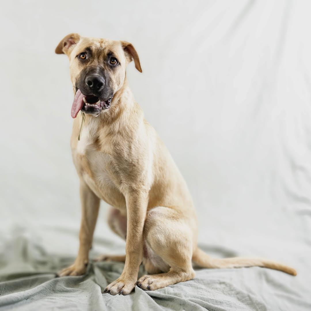 Hopper, a Adoptable Anatolian Shepherd in Rowlett, TX image 3/3