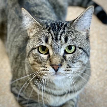 Doodlebug AKA Odie, a Adoptable mixed breed in Burlington, WA image 1/3