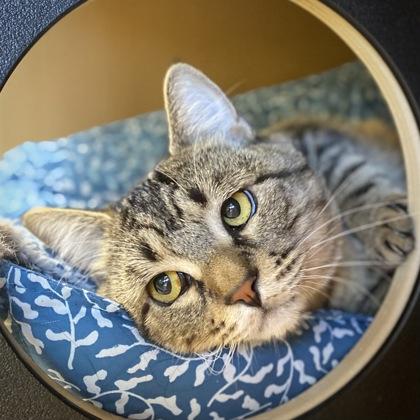 Doodlebug AKA Odie, a Adoptable mixed breed in Burlington, WA image 2/3