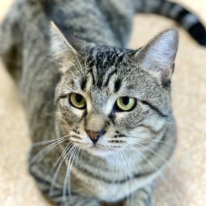 Doodlebug AKA Odie, a Adoptable mixed breed in Burlington, WA image 3/3