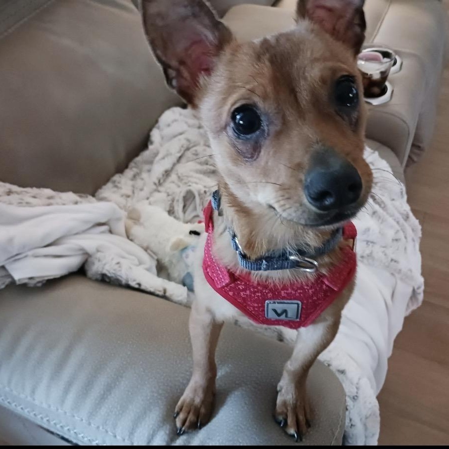 Enlarge Rico, an adopted mixed breed in Calabash, NC image 1/4