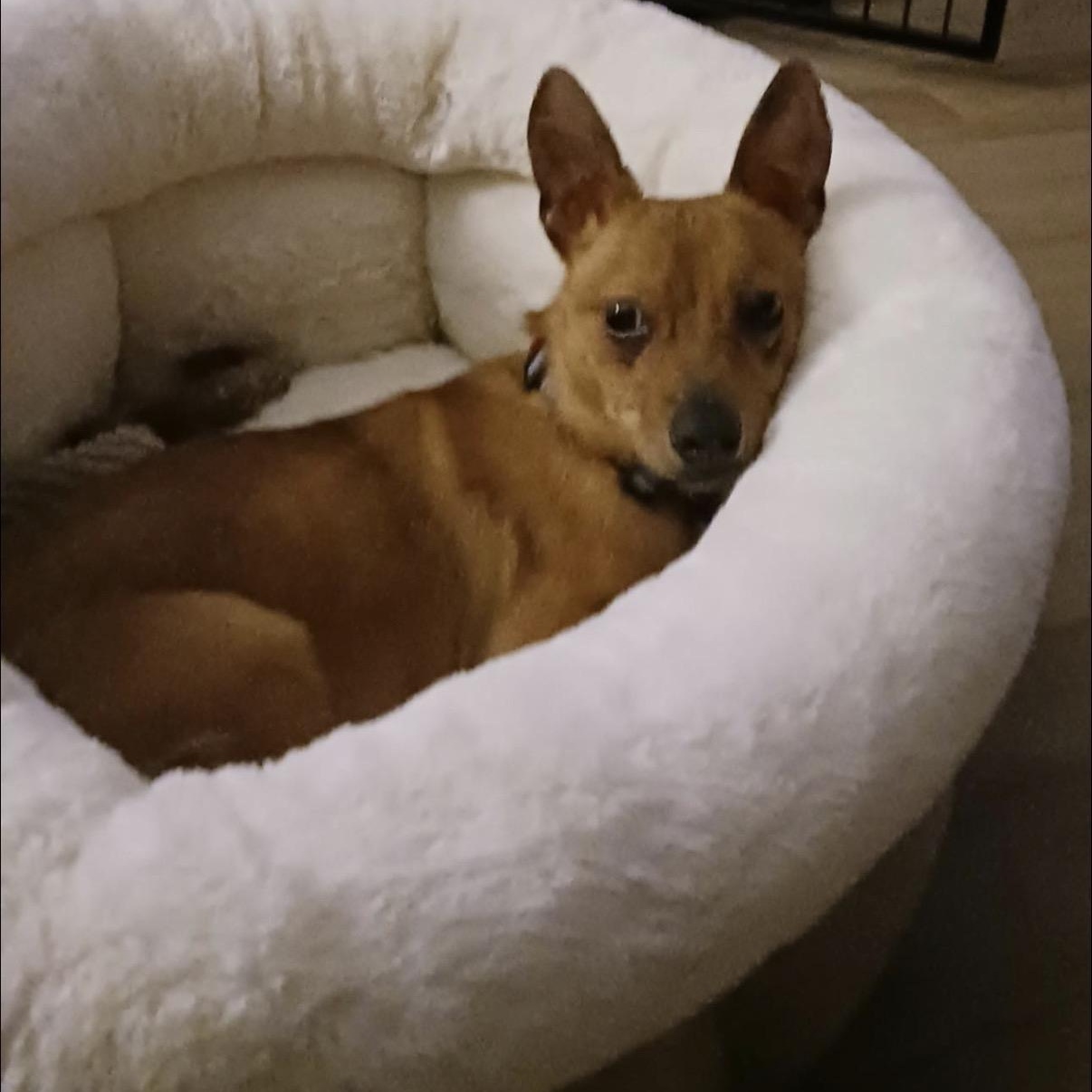 Enlarge Rico, an adopted mixed breed in Calabash, NC image 3/4