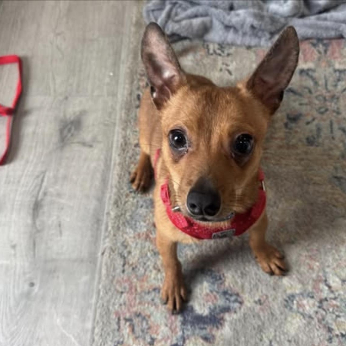 Enlarge Rico, an adopted mixed breed in Calabash, NC image 2/4