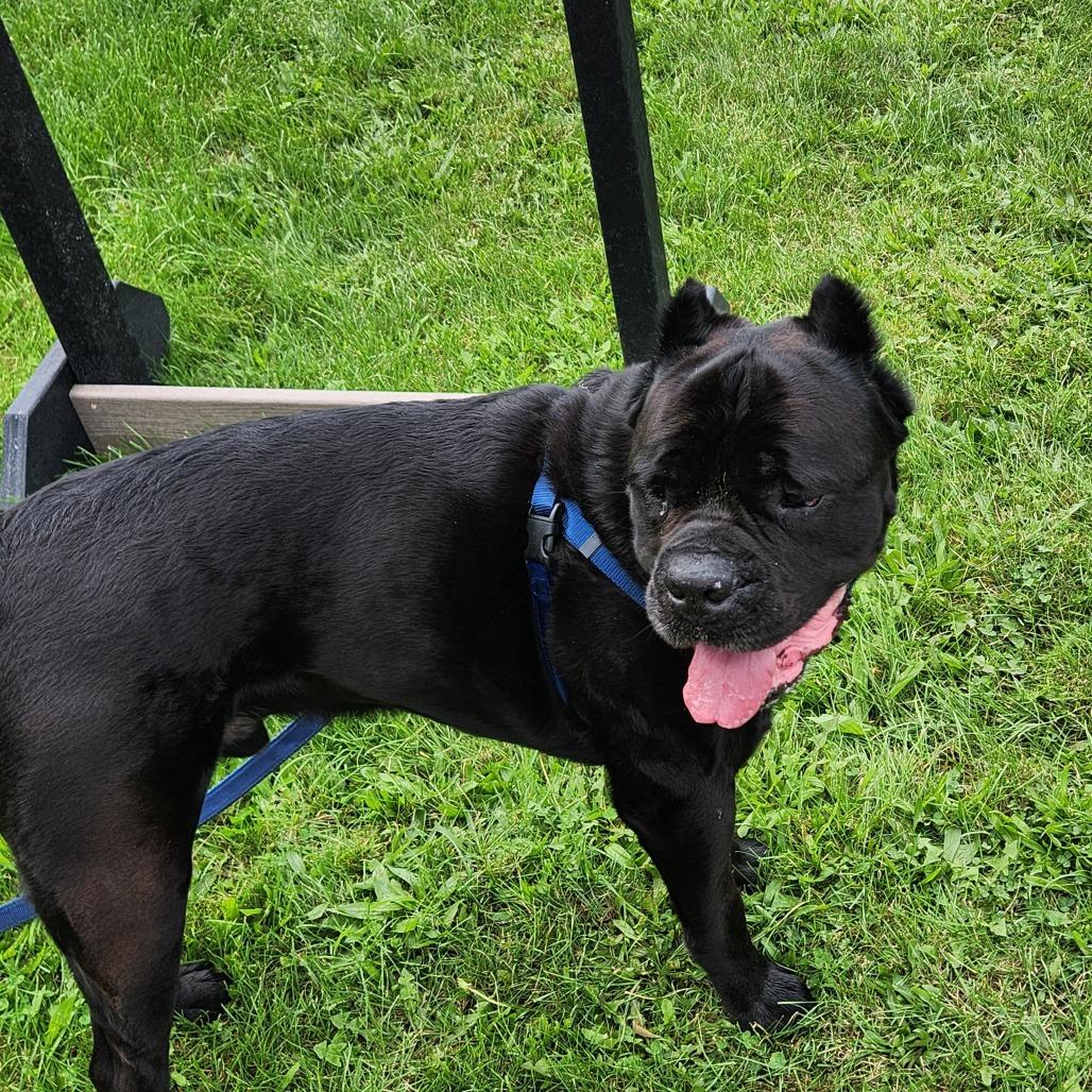 Enlarge Covi, a Adoptable Cane Corso in Fairport, NY image 1/6