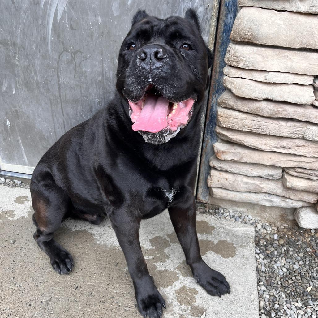 Enlarge Covi, a Adoptable Cane Corso in Fairport, NY image 2/6