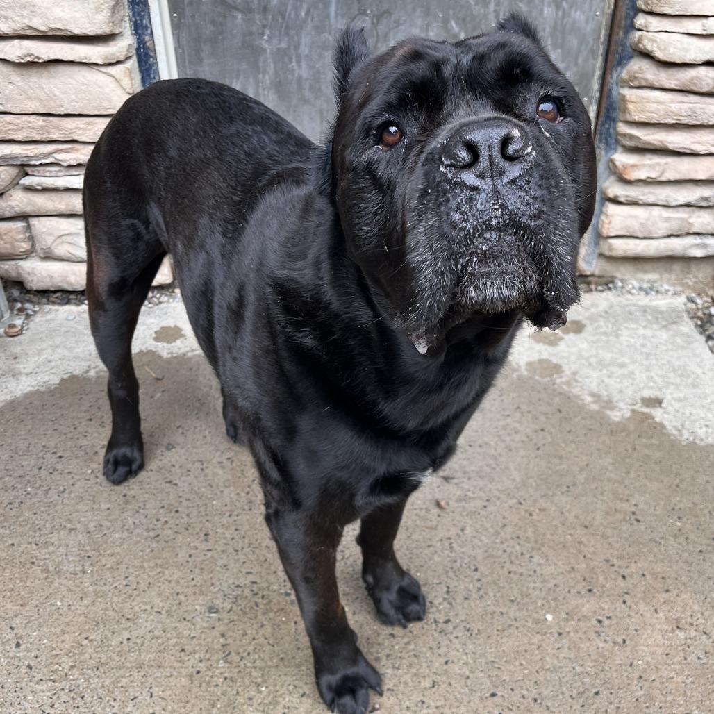 Enlarge Covi, a Adoptable Cane Corso in Fairport, NY image 3/6