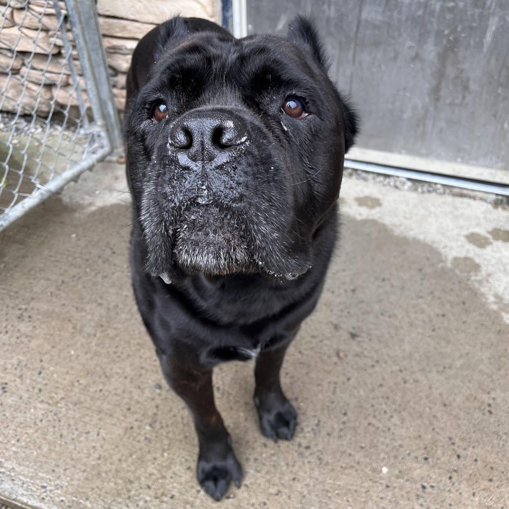 Enlarge Covi, a Adoptable Cane Corso in Fairport, NY image 4/6