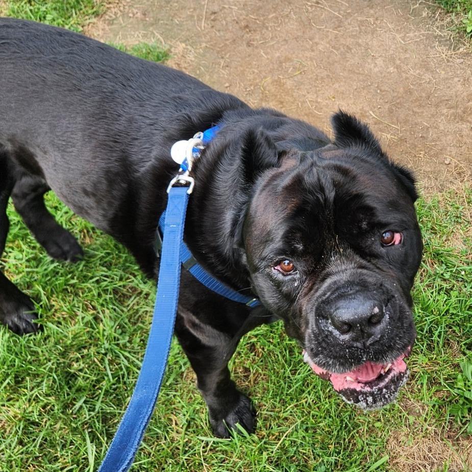Enlarge Covi, a Adoptable Cane Corso in Fairport, NY image 5/6