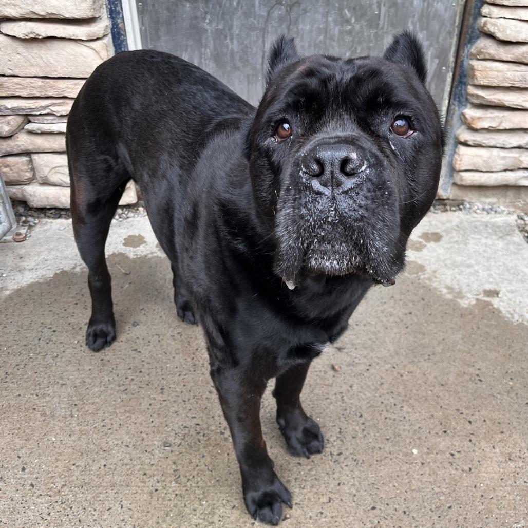 Enlarge Covi, a Adoptable Cane Corso in Fairport, NY image 6/6