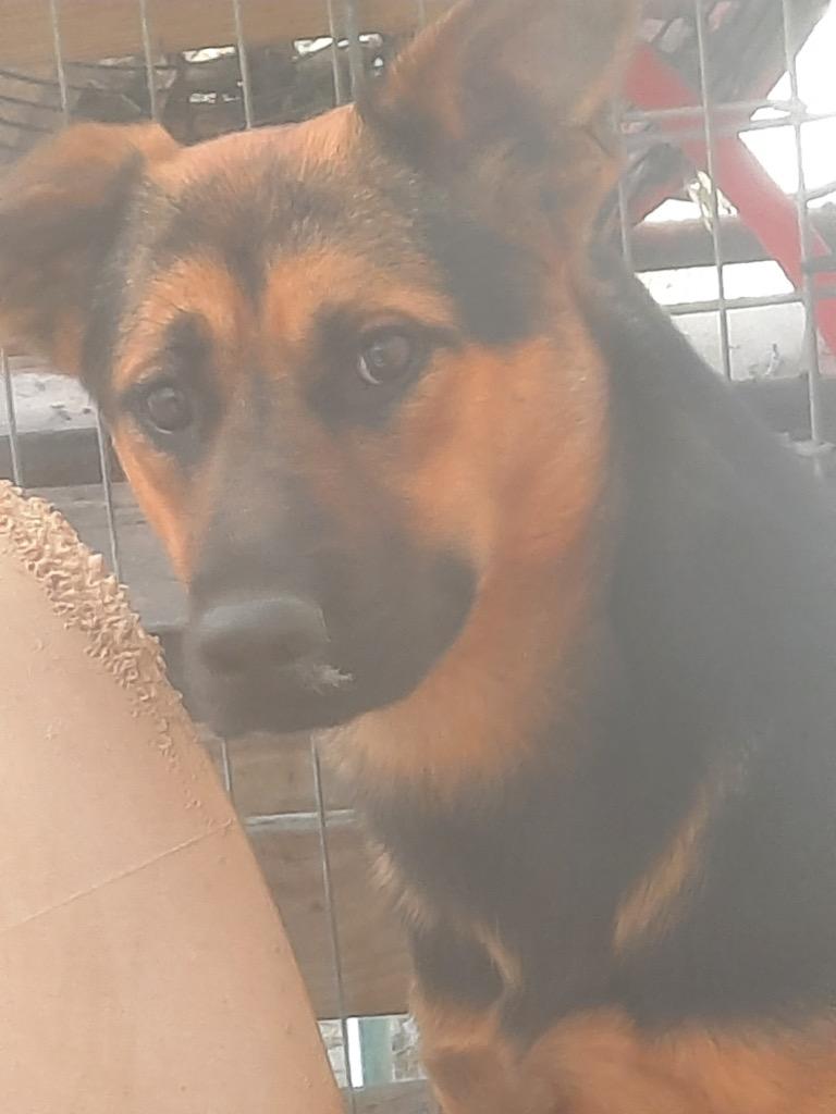 Enlarge Bonnie, a Adoptable German Shepherd Dog in Saint Francisville, LA image 1/1