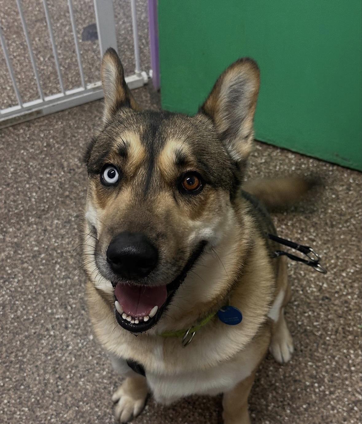 Enlarge Luke, a Adoptable mixed breed in Pasadena, CA image 5/6
