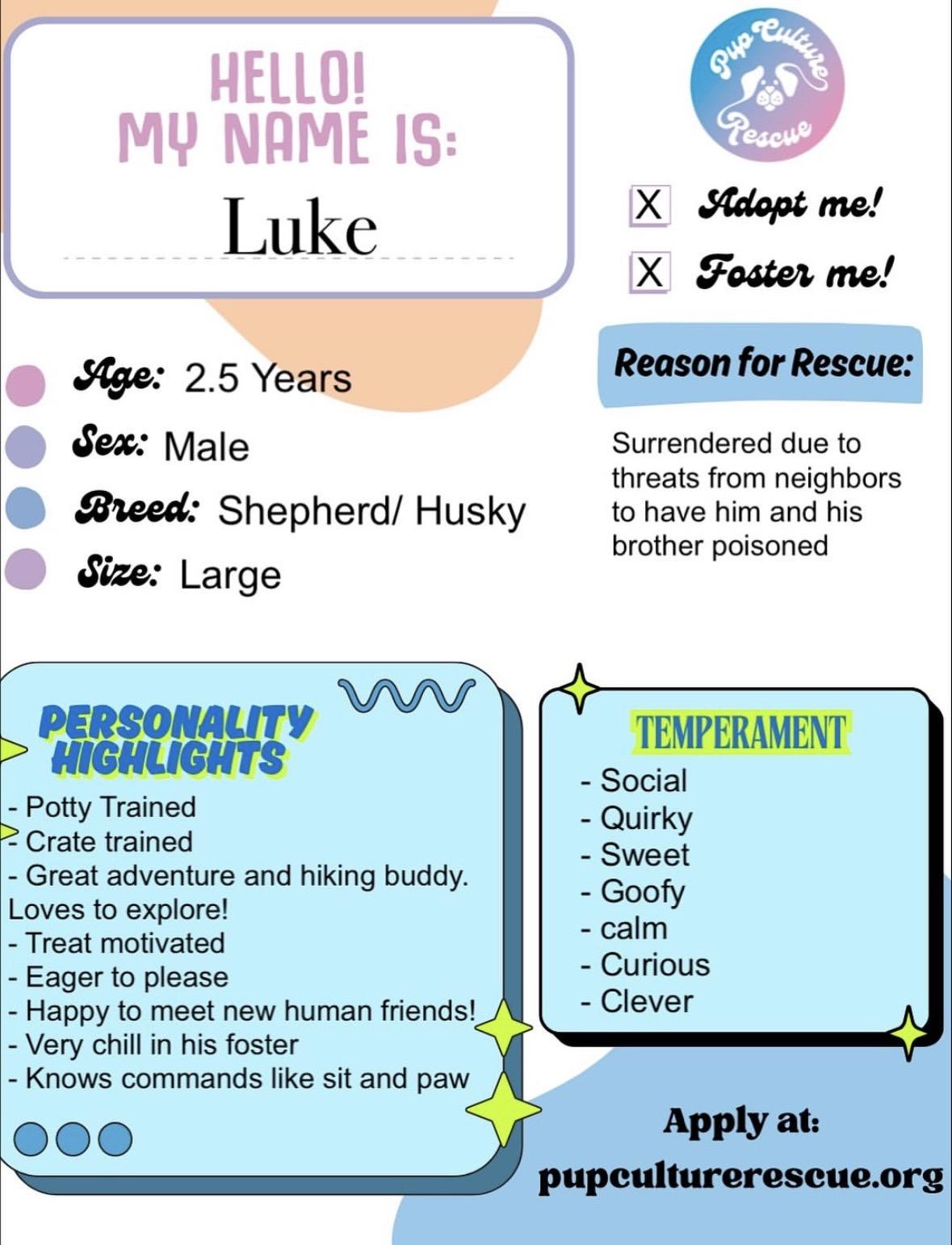 Enlarge Luke, a Adoptable mixed breed in Pasadena, CA image 2/6