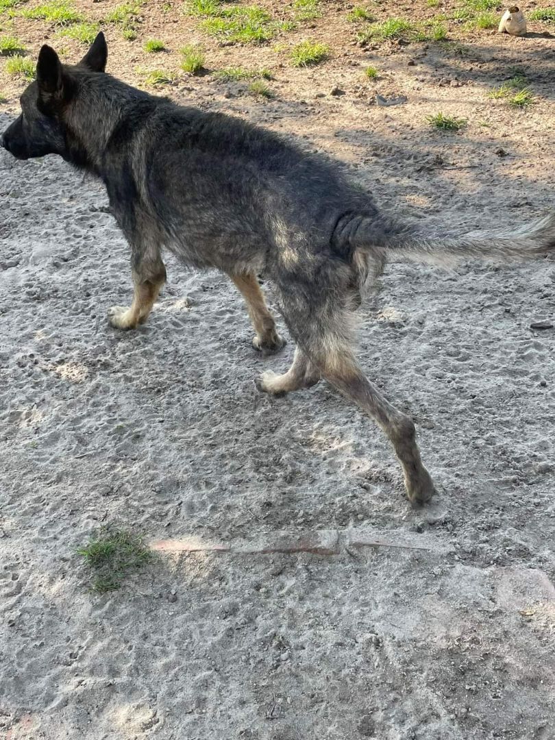 Nitro RESCUE German shephard 3