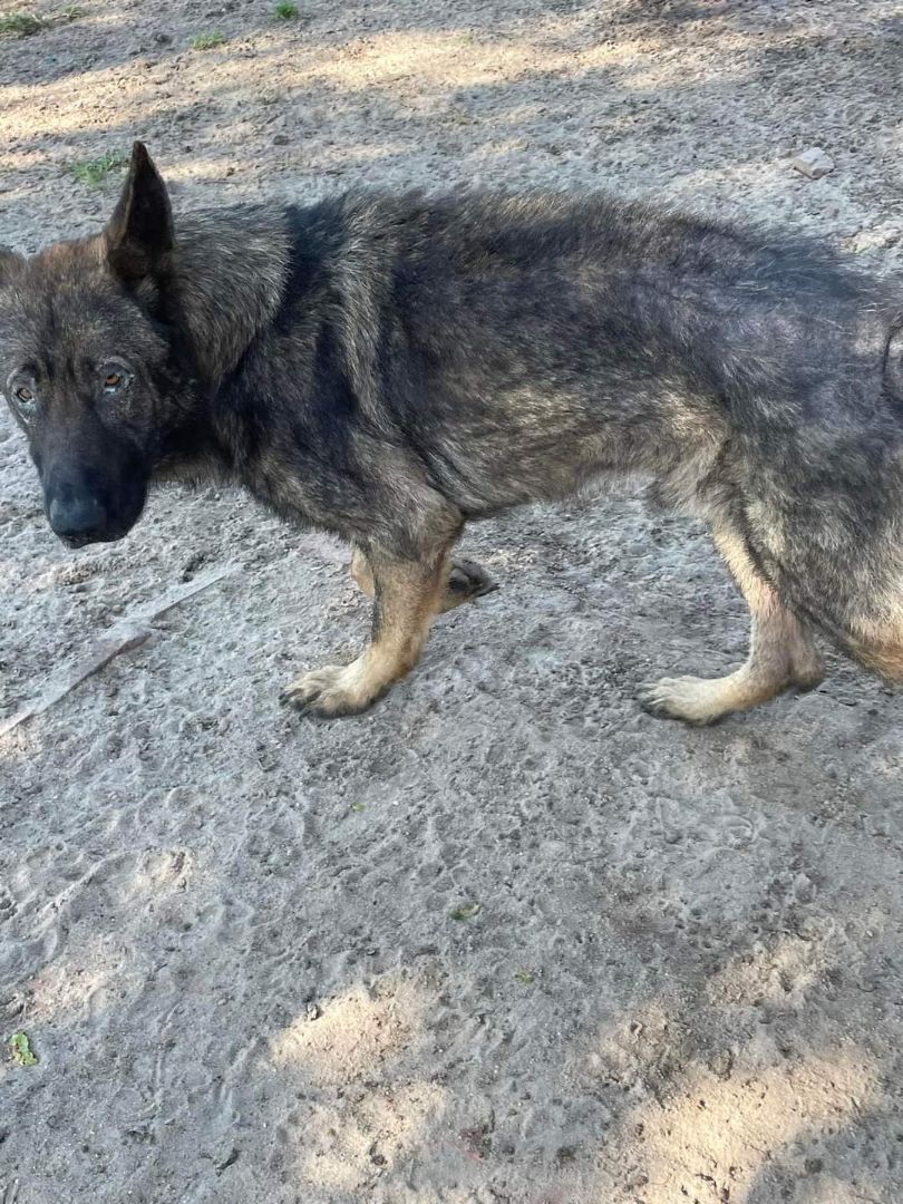 Nitro RESCUE German shephard