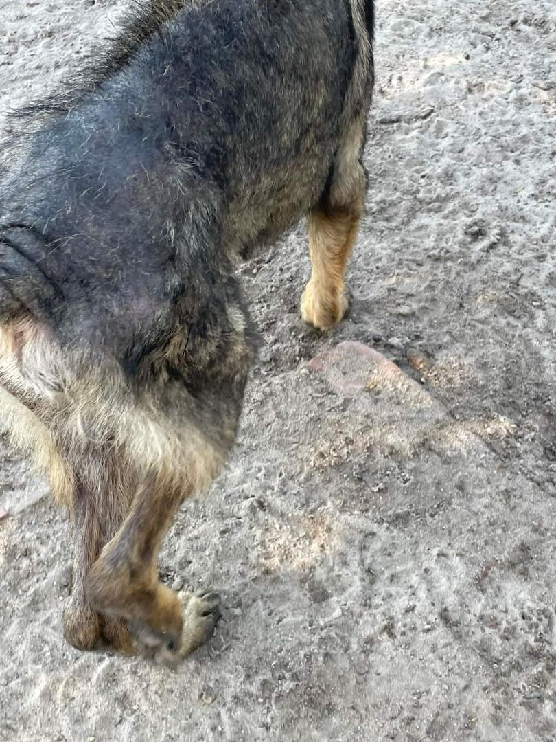 Nitro RESCUE German shephard 2
