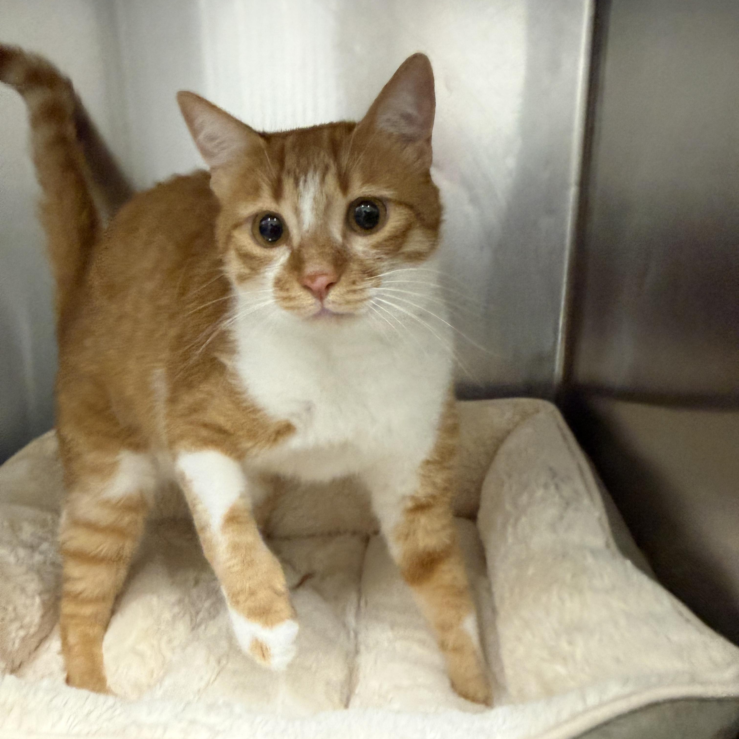 Amal & Flash, a ADOPTABLE Domestic Short Hair in Waltham, MA image 2/2