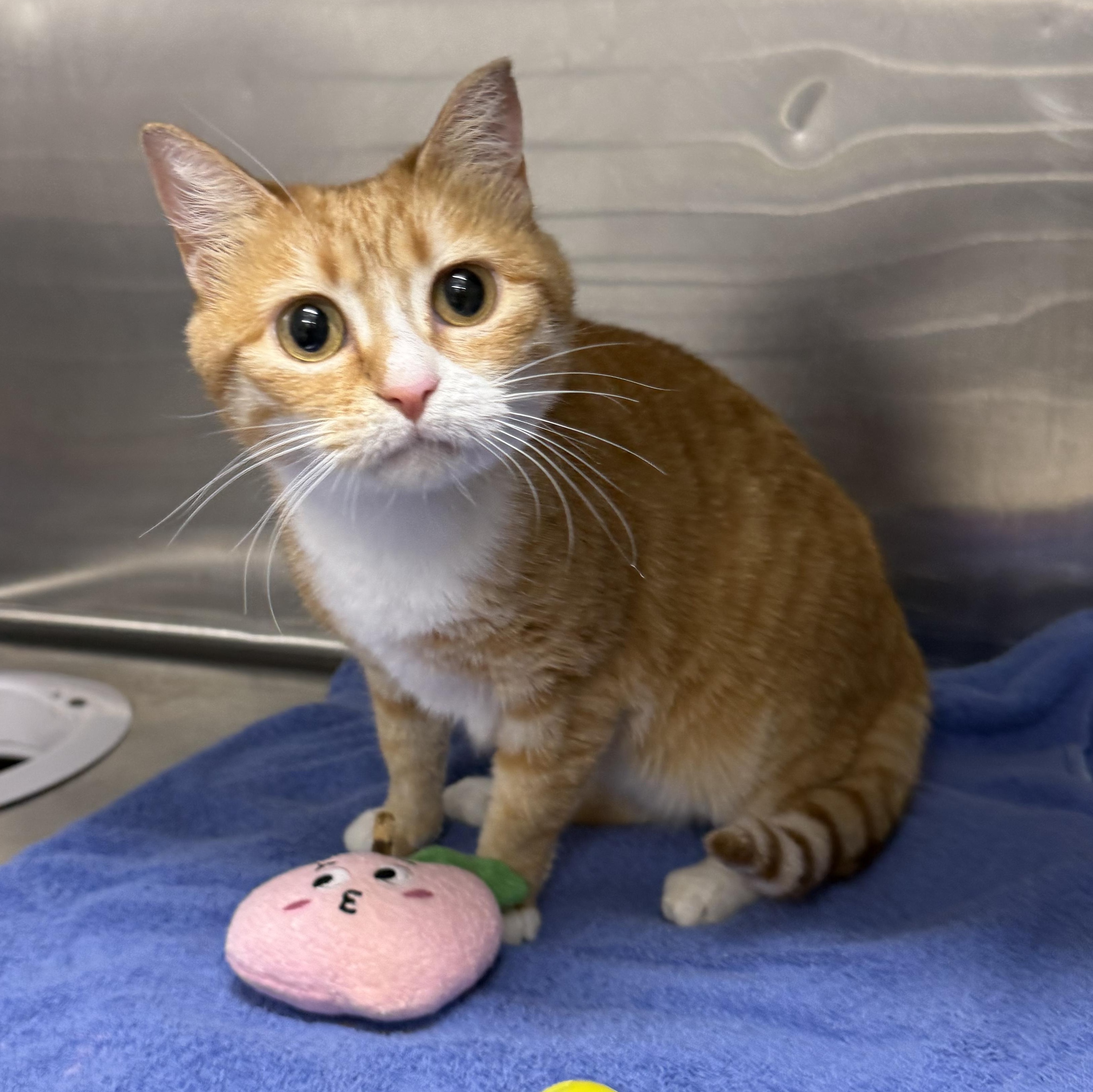 Amal & Flash, ADOPTABLE, Young Male Domestic Short Hair.