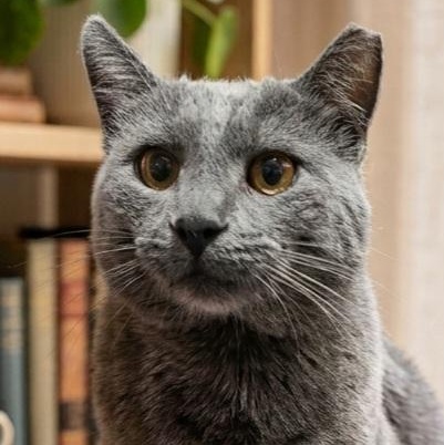 CHUMMY CHILLBUR, Adoptable, Adult Male Domestic Short Hair & Russian Blue.