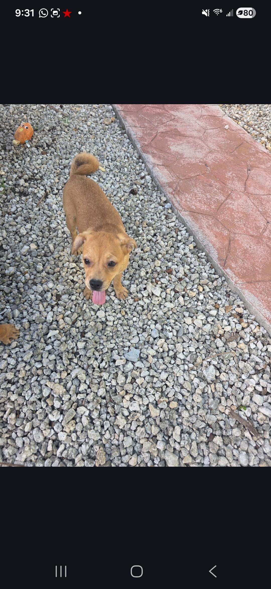 Enlarge Penelope , a Adoptable mixed breed in Miami, FL image 1/1