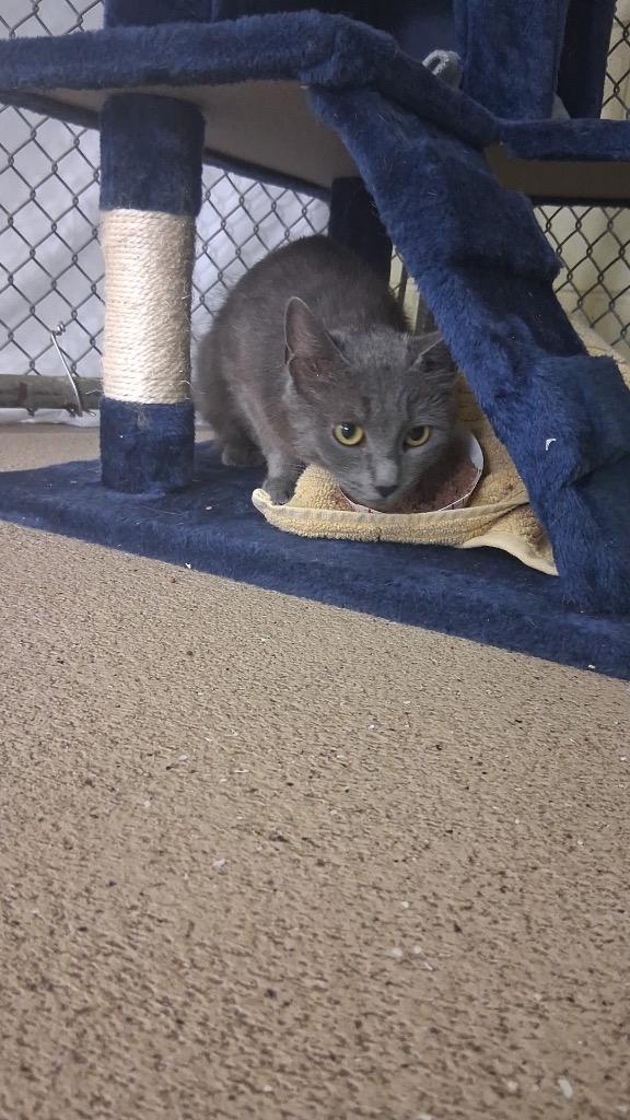 Katara, a Adoptable mixed breed in Waverly, NY image 1/2