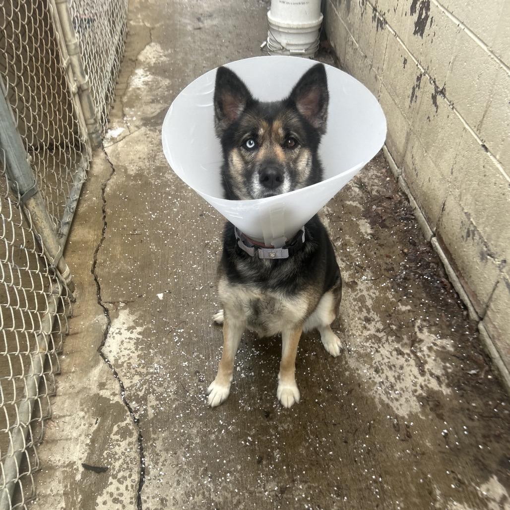 Harlow, Adoptable, Adult Female German Shepherd Dog.