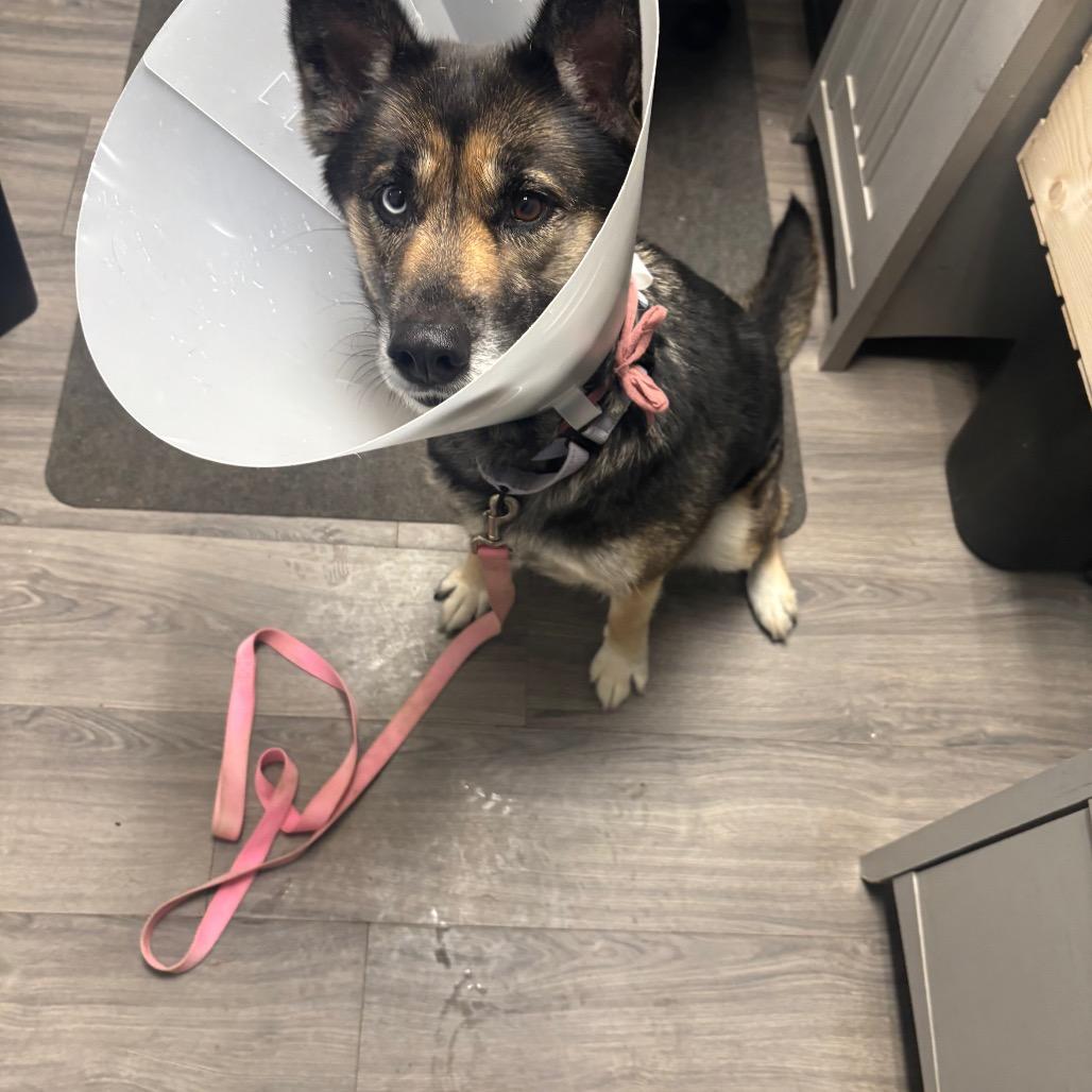 Harlow, Adoptable, Adult Female German Shepherd Dog.