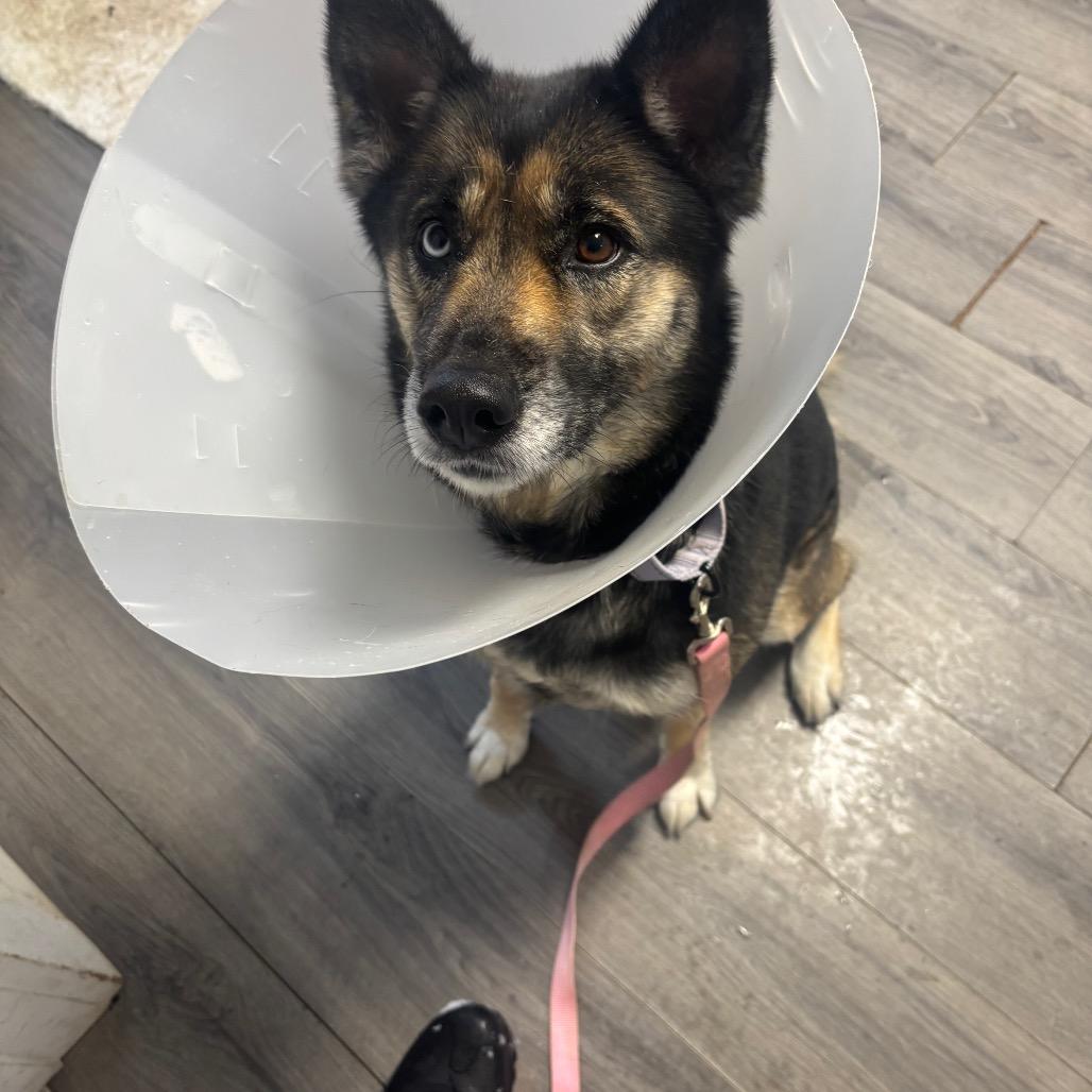 Enlarge Harlow, a Adoptable mixed breed in Greenville, PA image 2/4