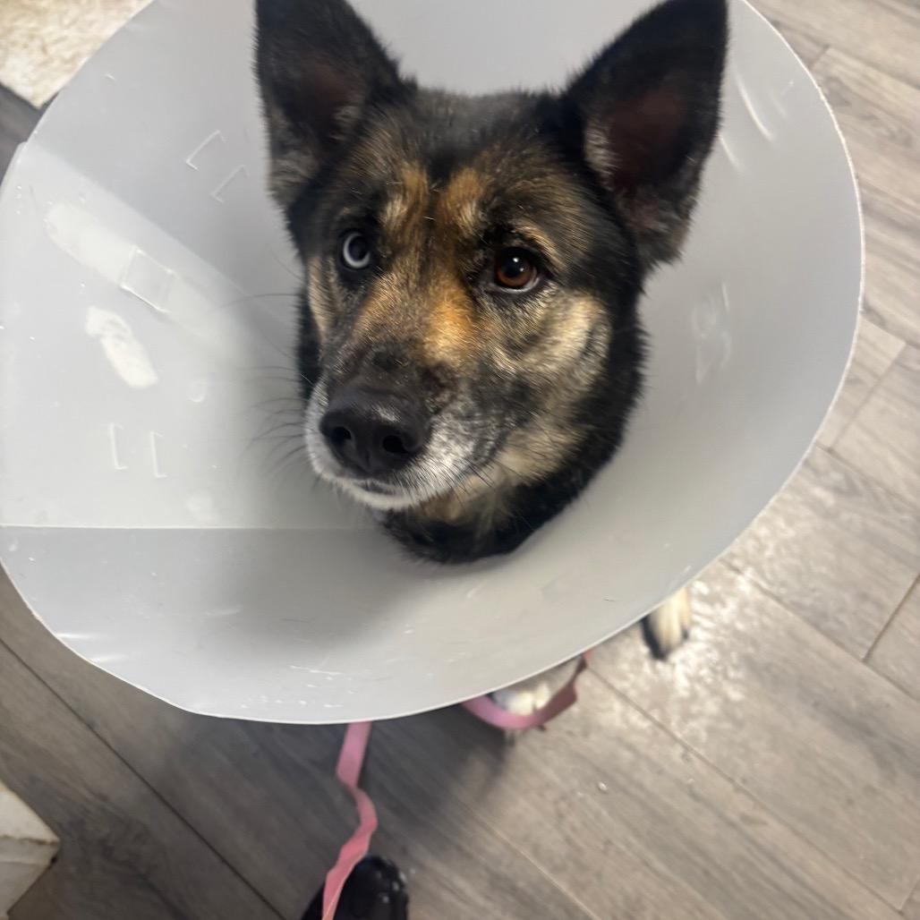 Enlarge Harlow, a Adoptable mixed breed in Greenville, PA image 3/4