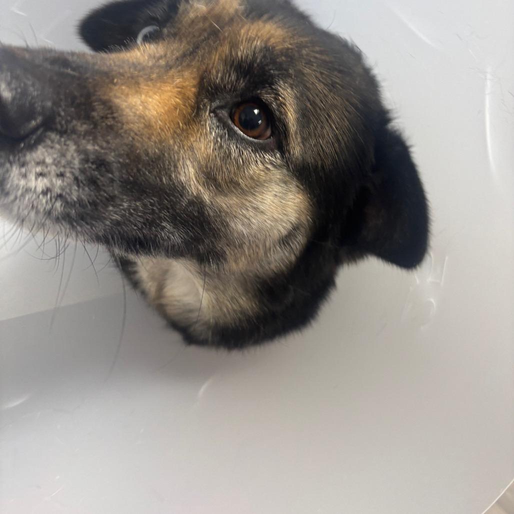 Enlarge Harlow, a Adoptable mixed breed in Greenville, PA image 4/4