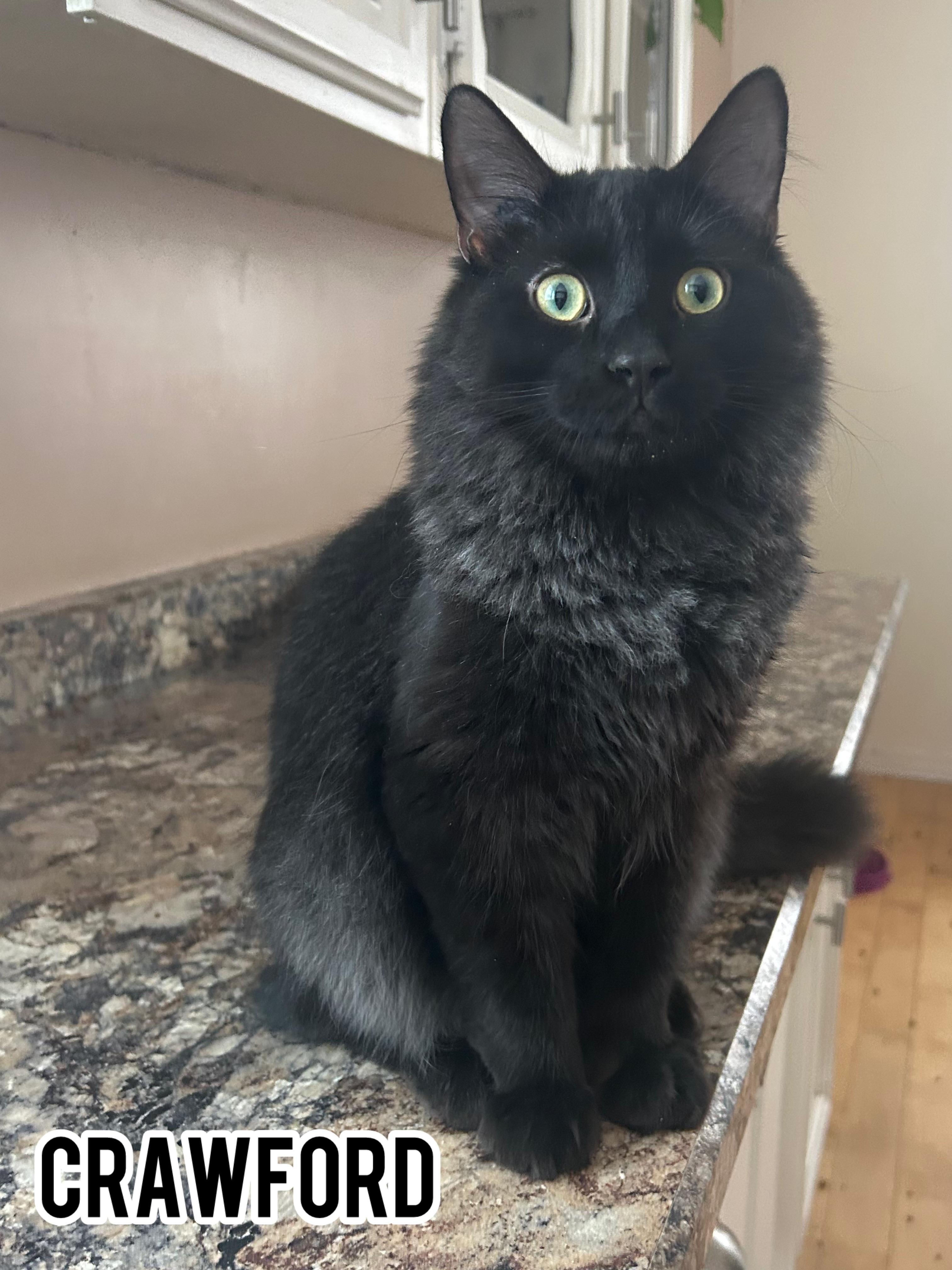 Enlarge Crawford, a Adoptable Domestic Long Hair in Dauphin, MB image 1/1