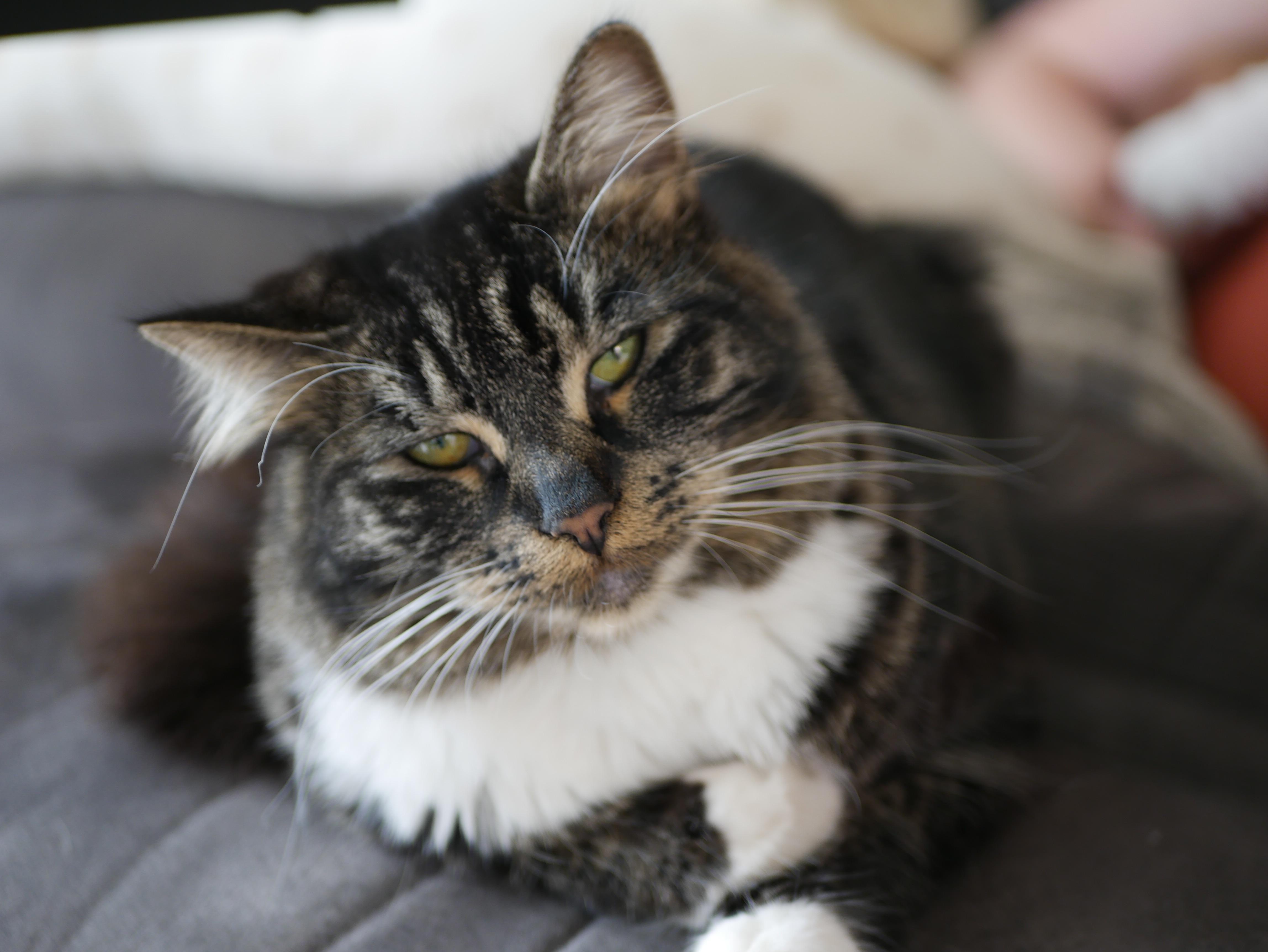 Enlarge Billie Jo and Bobby Jo, a ADOPTABLE Tabby in Portland, OR image 3/6