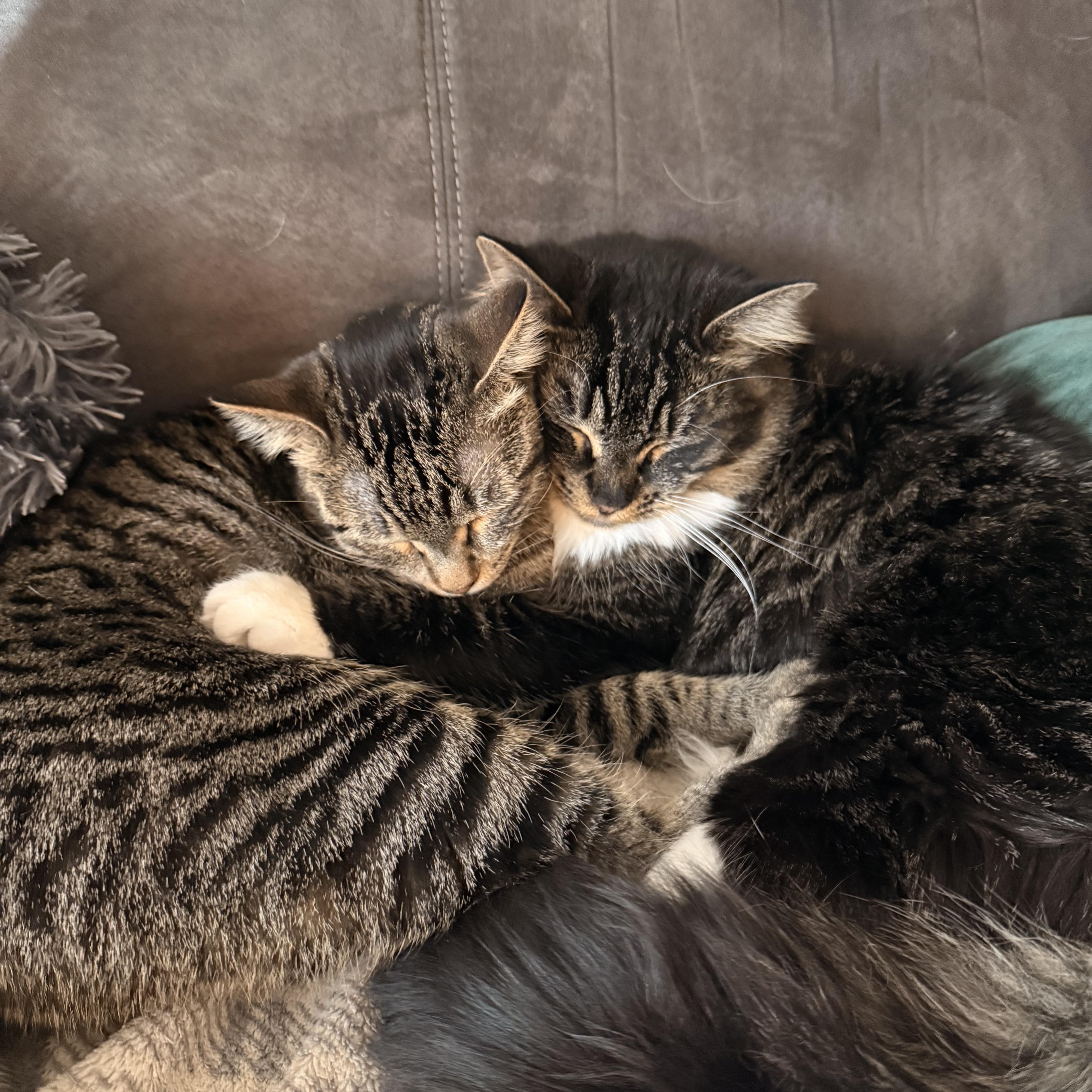 Enlarge Billie Jo and Bobby Jo, a ADOPTABLE Tabby in Portland, OR image 1/6