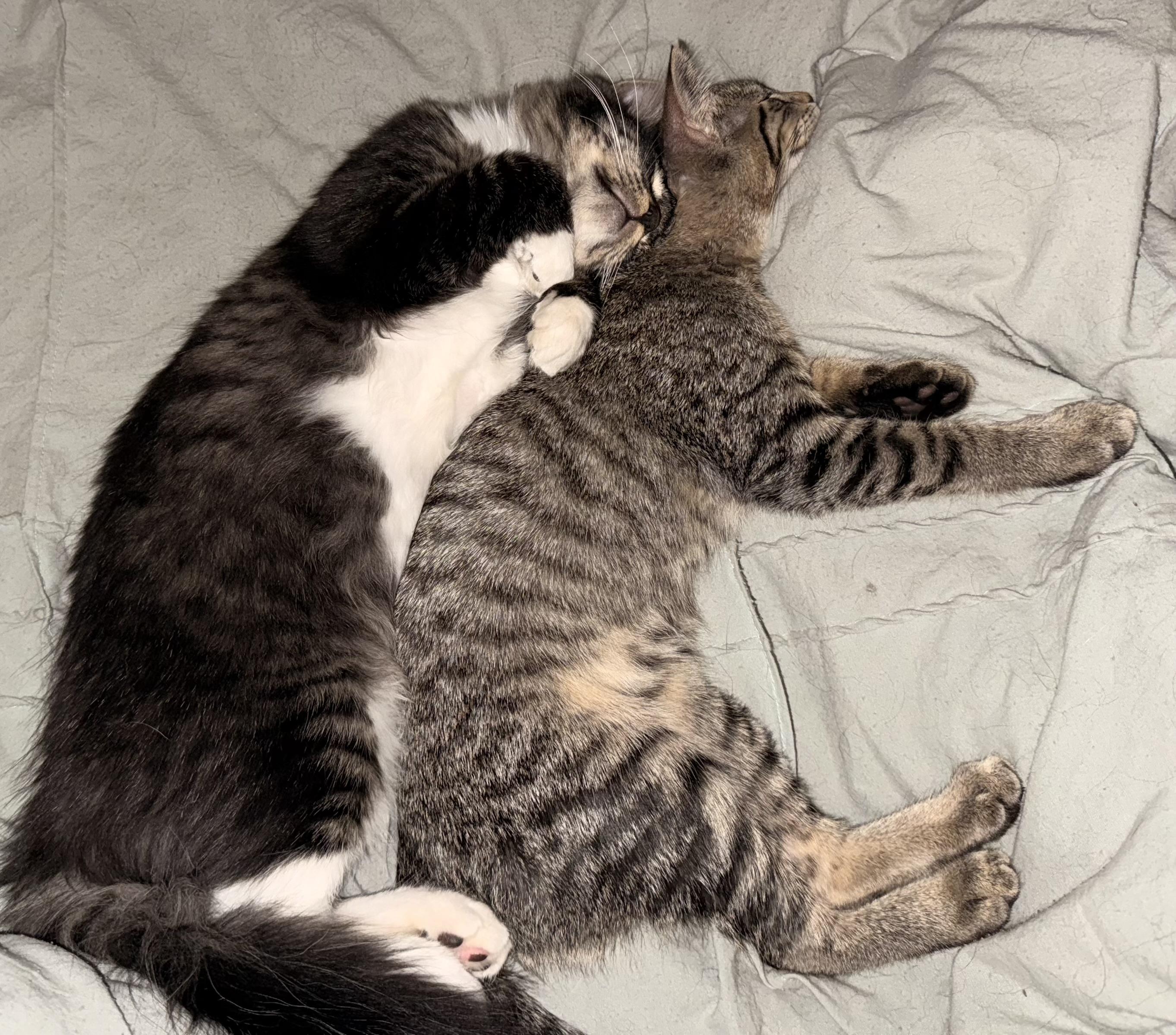 Enlarge Billie Jo and Bobby Jo, a ADOPTABLE Tabby in Portland, OR image 5/6